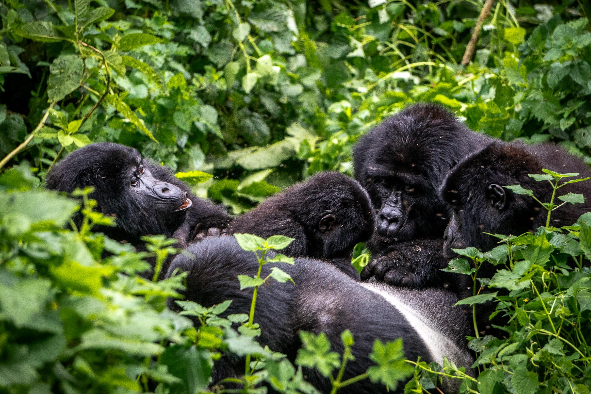 Bwindi Impenetrable National Park
