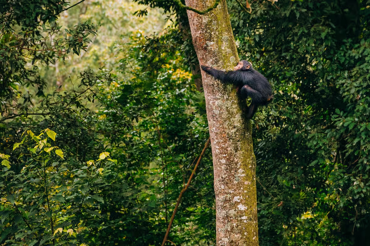 Nyungwe National Park