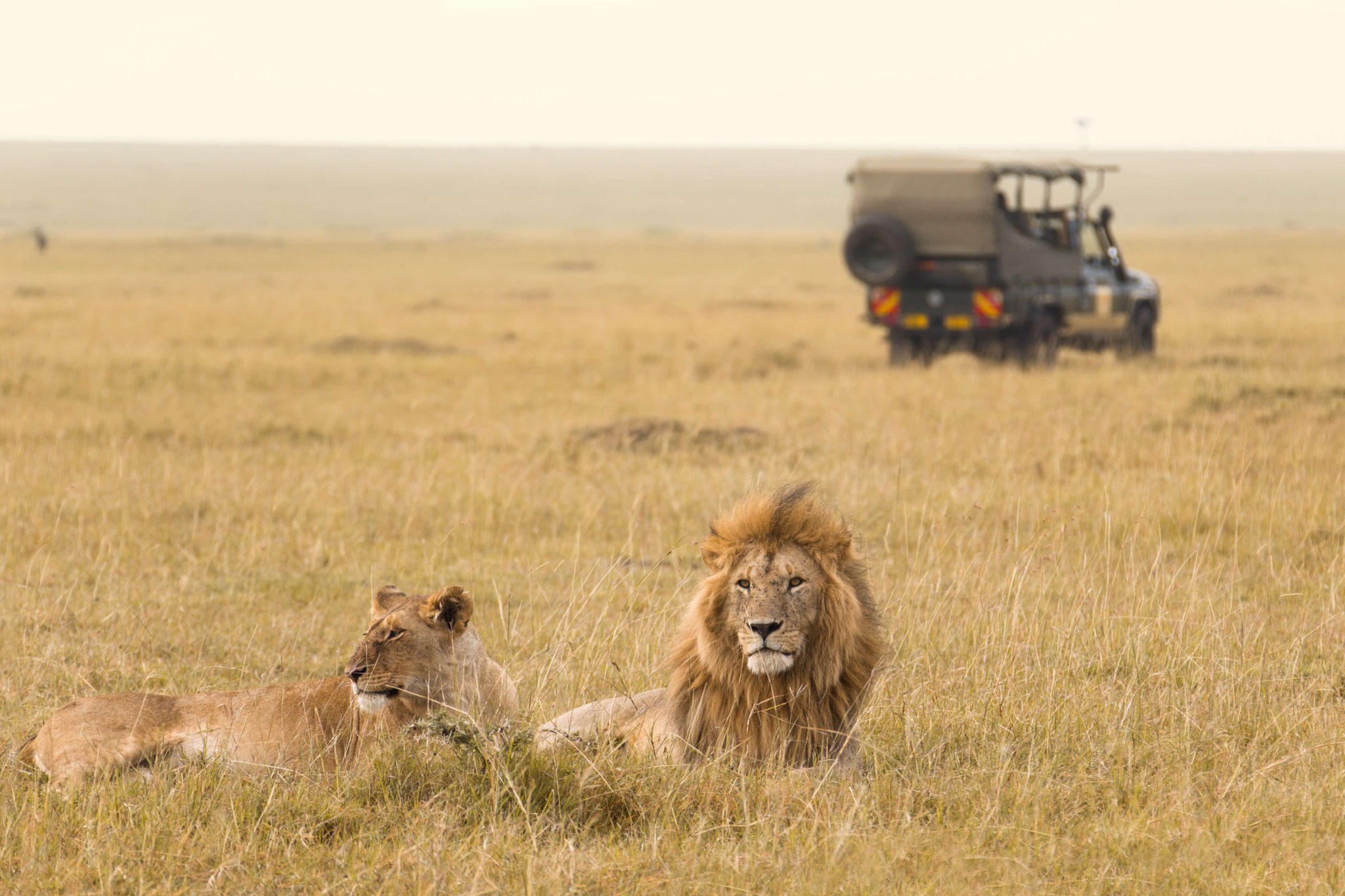 Wildebeest herds on the plains of the wider Mara–Serengeti ecosystem