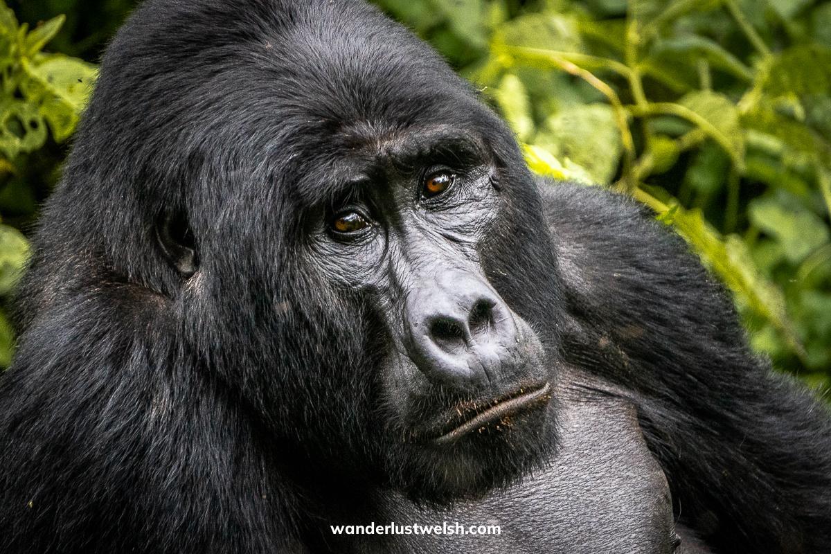 Mgahinga Gorilla National Park