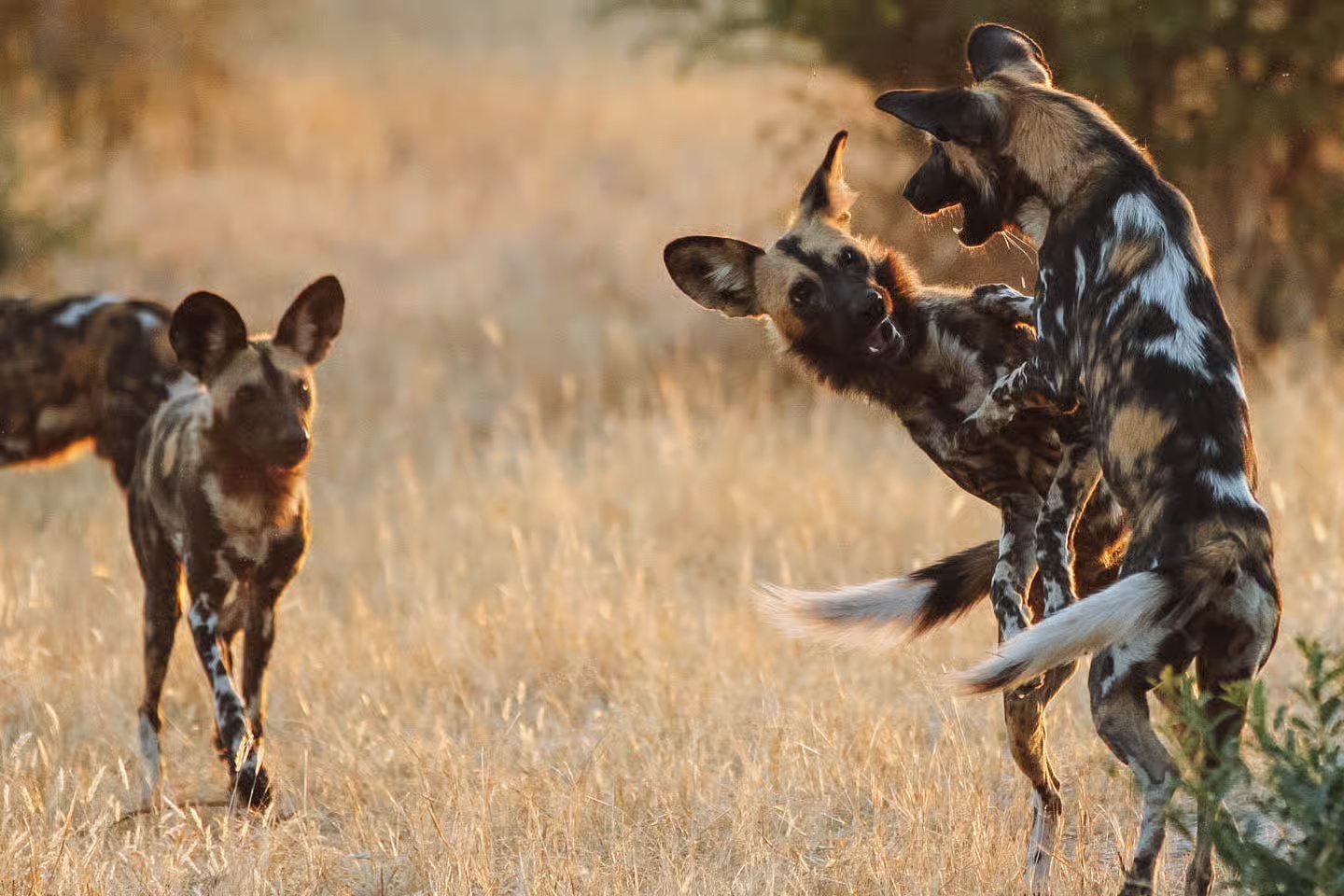 Ruaha National Park