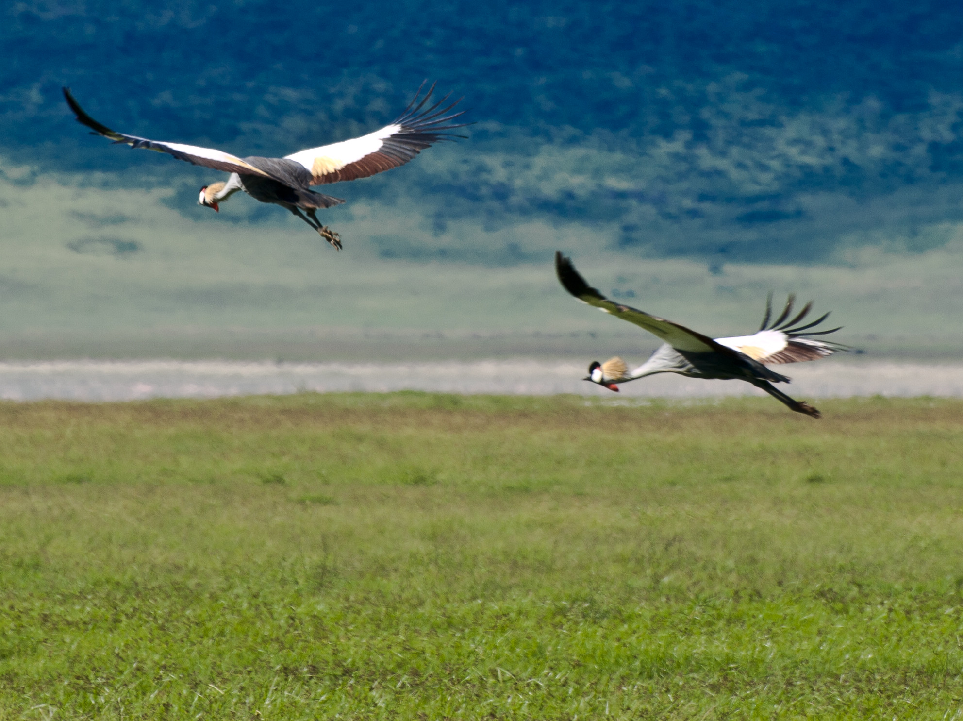 Open plains of the wider Mara–Serengeti ecosystem at dawn