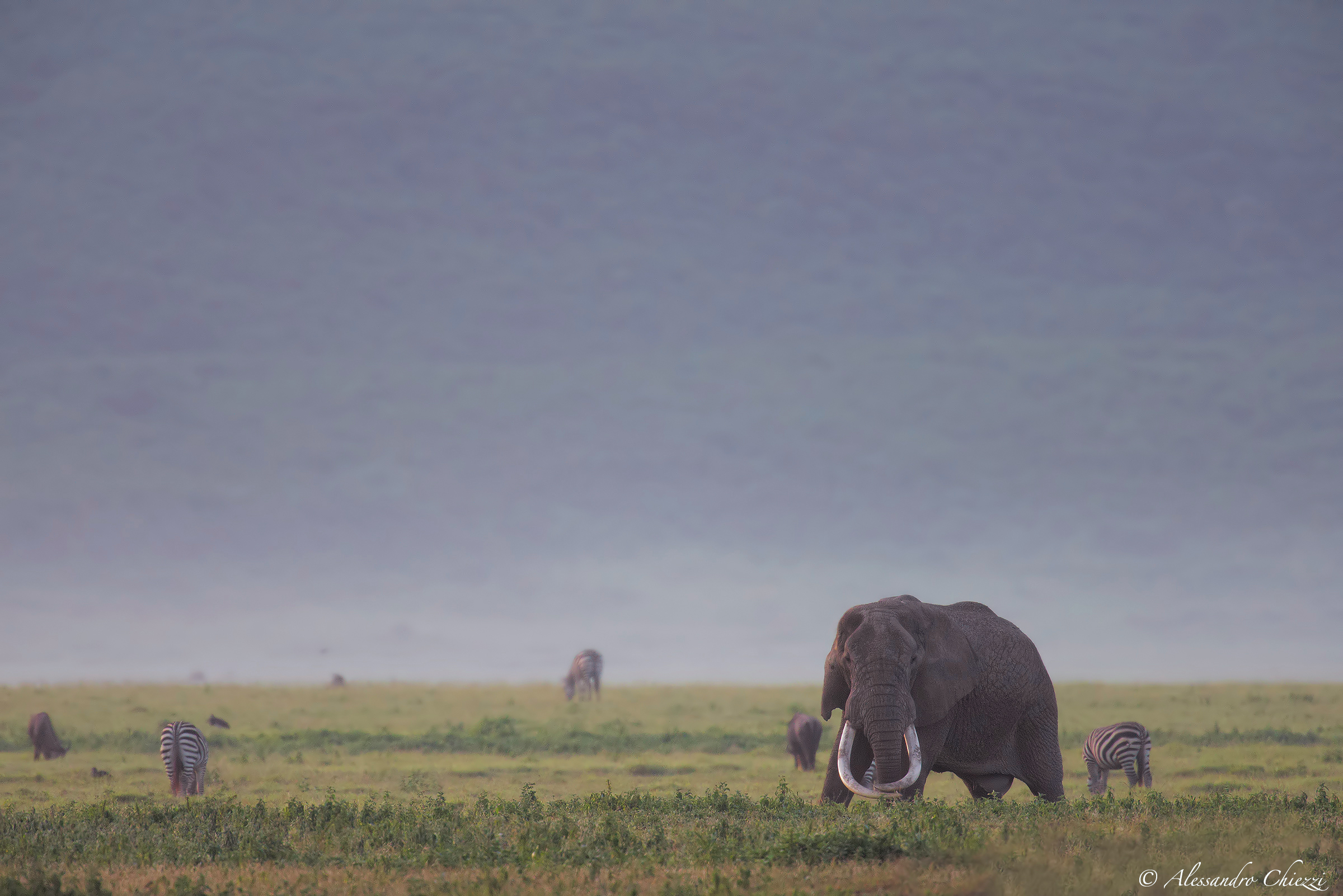 Elephant herd beneath baobabs in Tarangire National Park