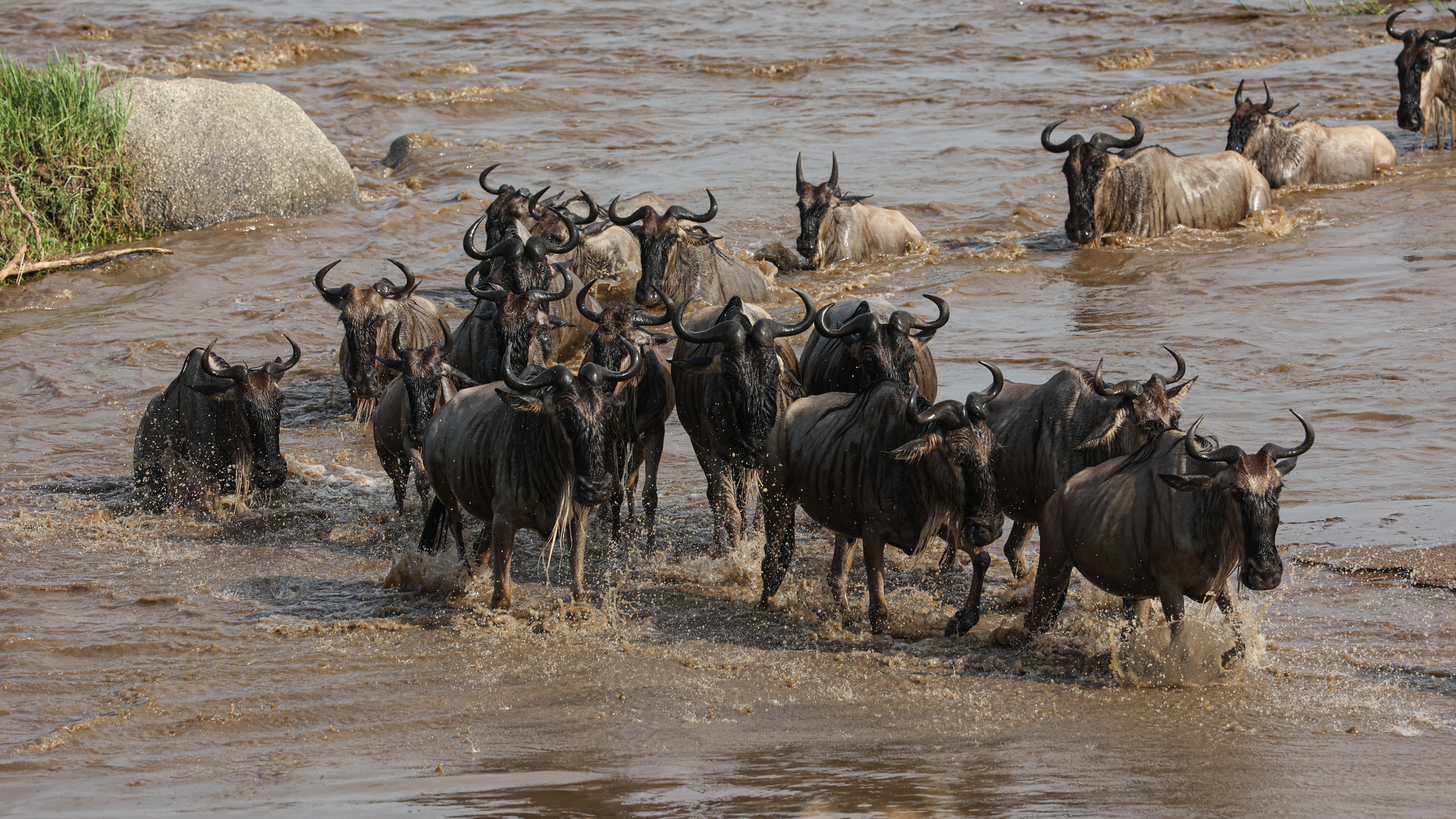8-Day Luxury Grumeti Migration & Fly-Out Safari