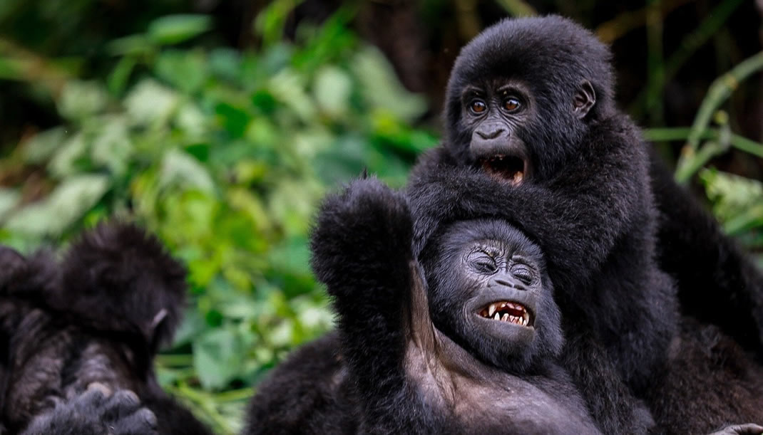 Mountain forest and open savannah — East Africa's contrasting landscapes