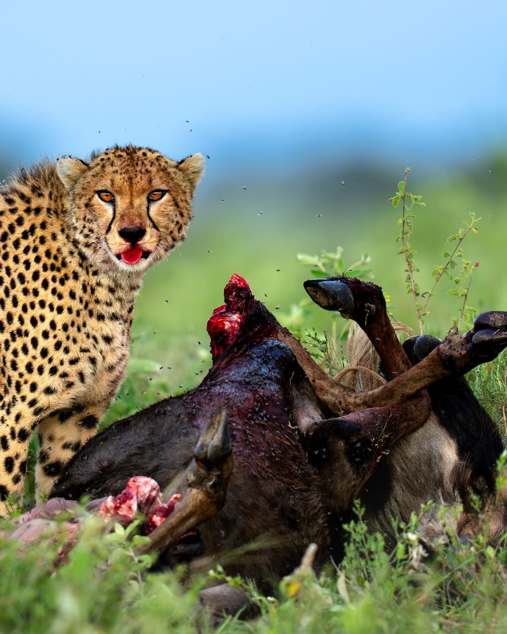 Chinese New Year Safari & Zanzibar Escape