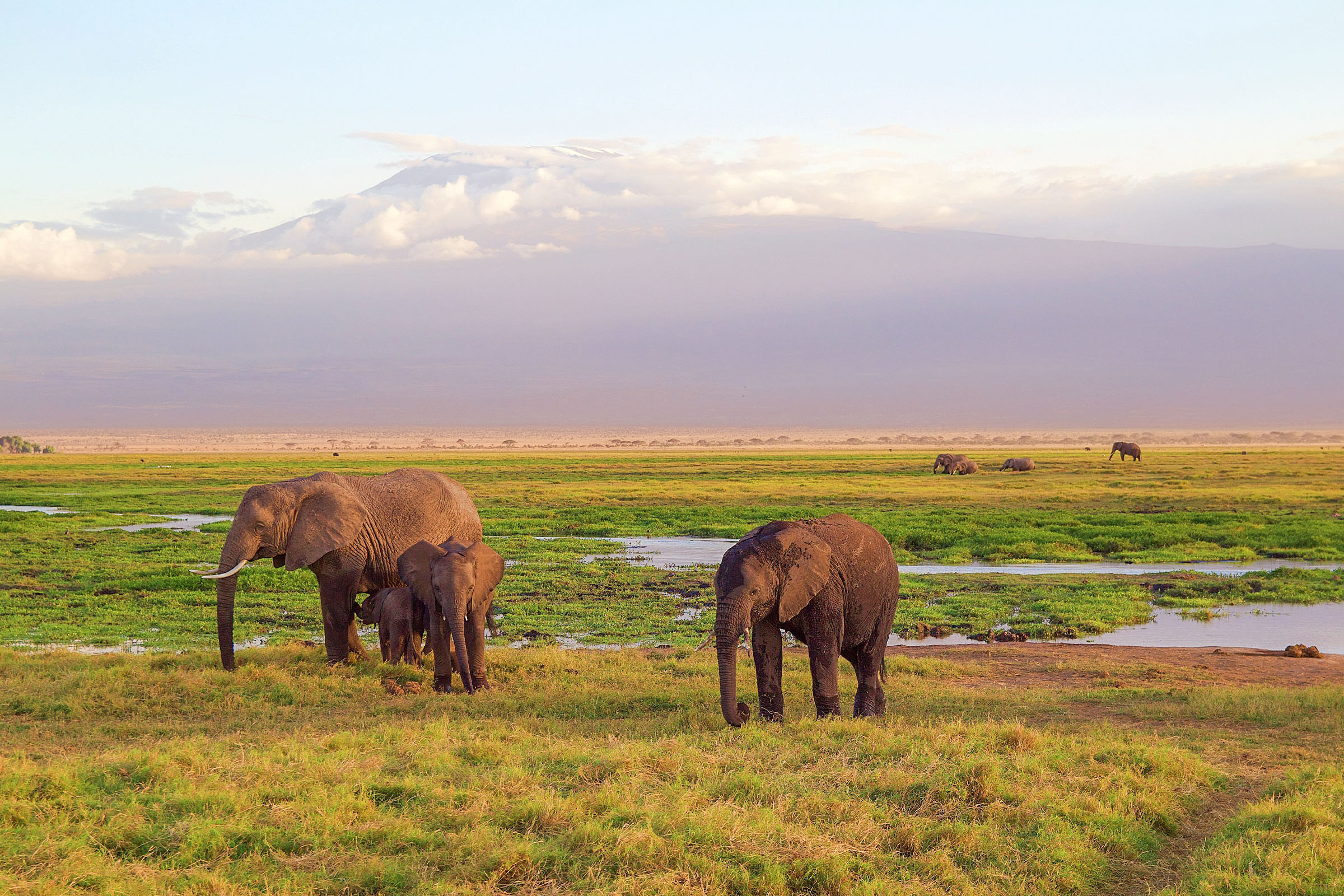Great Migration Calendar: Month-by-Month Serengeti Guide